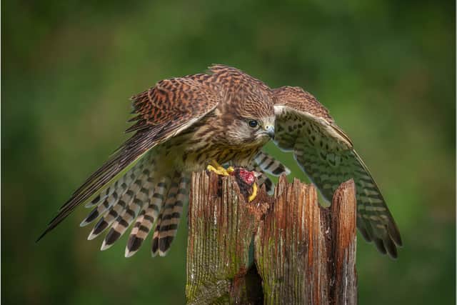Ian Rowley with Female Kestrel Mantling Her Prey