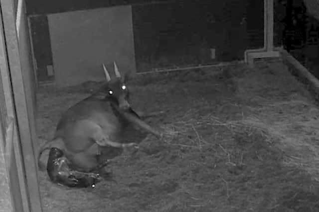 The birth of a rare anoa calf was caught on camera for the first time at Chester Zoo, picture: Chester Zoo