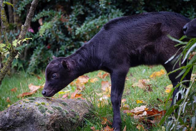 The rare anoa calf called Kasimbar explores outside for the first time at Chester Zoo, picture: Chester Zoo