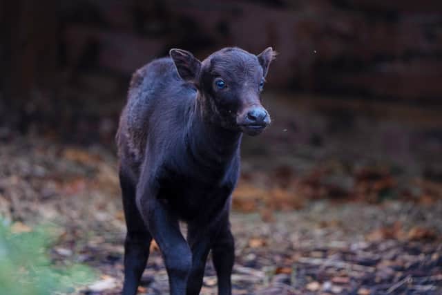The rare anoa calf called Kasimbar explores outside for the first time at Chester Zoo, picture: Chester Zoo