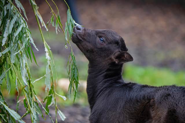 The rare anoa calf called Kasimbar explores outside for the first time at Chester Zoo, picture: Chester Zoo