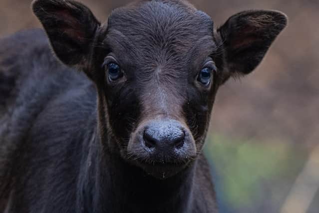 The rare anoa calf called Kasimbar explores outside for the first time at Chester Zoo, picture: Chester Zoo