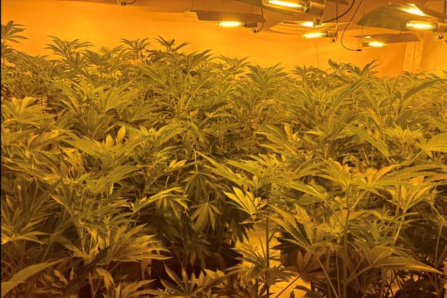 Some of the plants being looked after by Hysa.