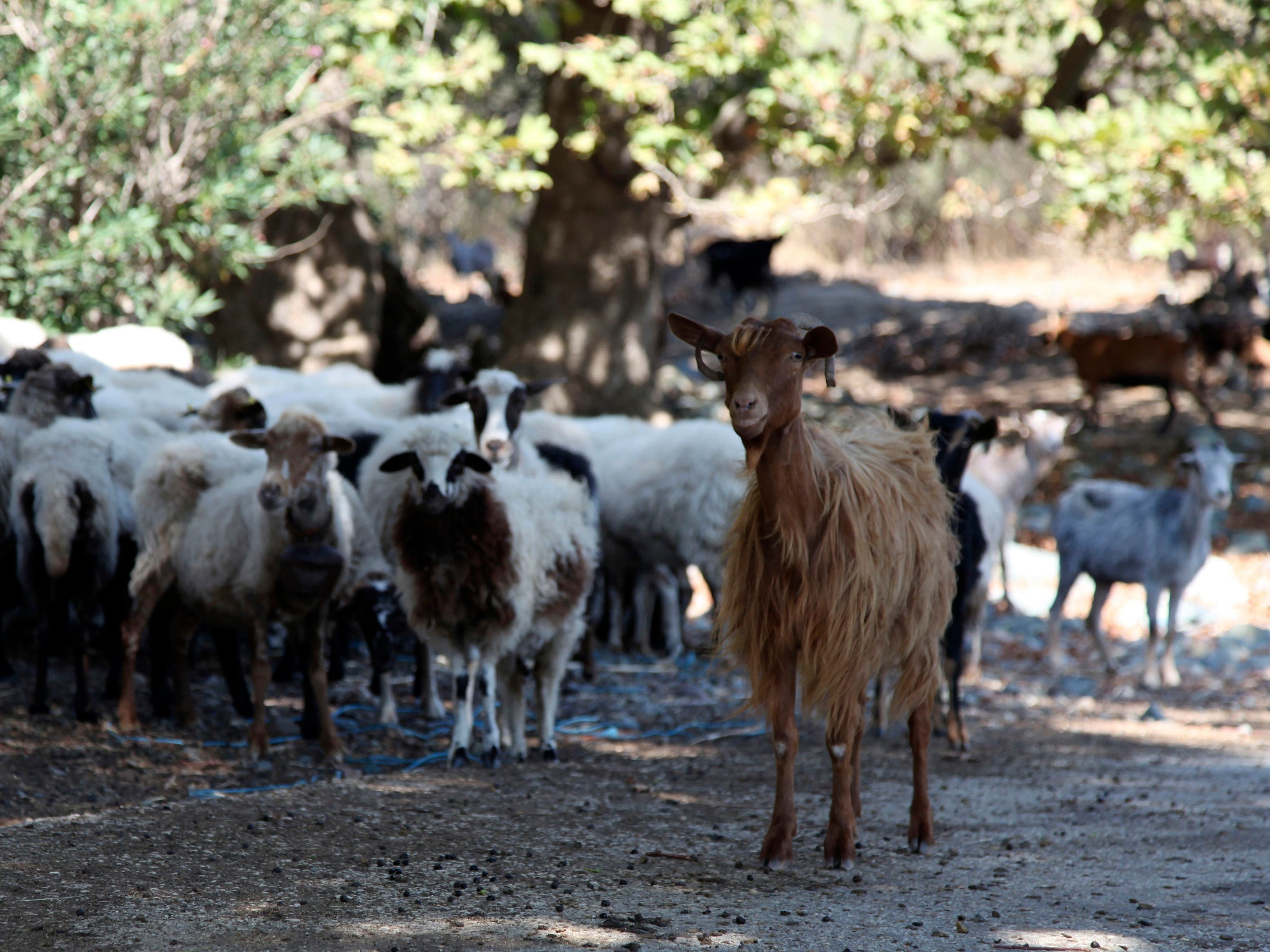 Greece announces nationwide restrictions to combat ‘goat plague’ outbreak