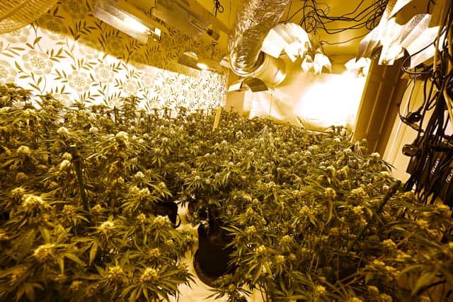 Police found a host of plants during the raid.