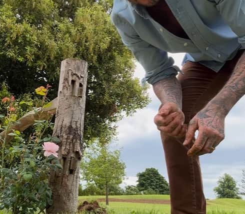 Becks with his new rose replanted (picture: Instagram David Beckham)