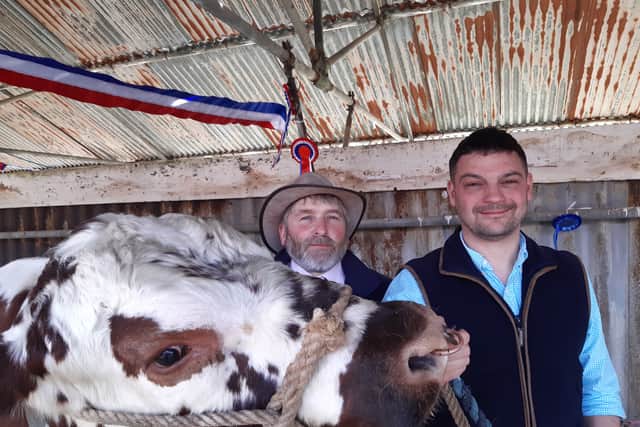 Champion bull Woodhouse Stewart, with Andrew Stone and farm volunteer Ross Fellows