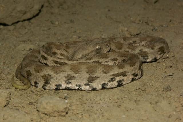 The blunt nosed viper (picture: Václav Gvoždík Wiki Commons)