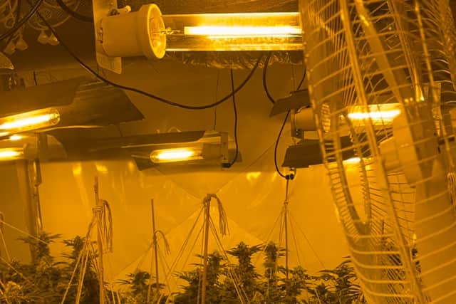 Cannabis plants found at the house in Donnington. Picture: West Mercia Police