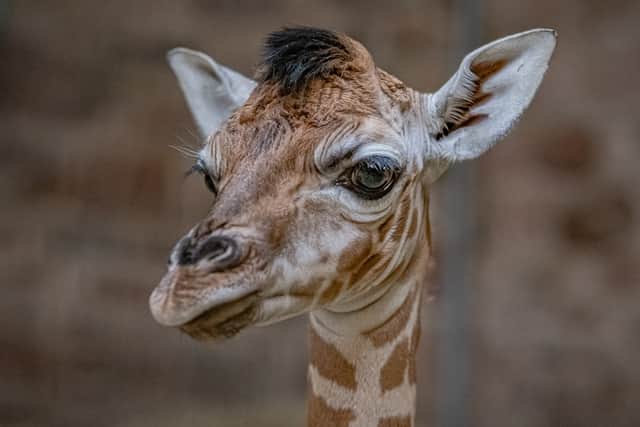 The newborn at Chester Zoo