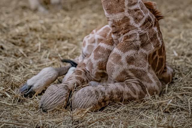 The newborn at Chester Zoo