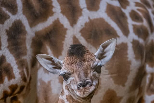 The newborn at Chester Zoo
