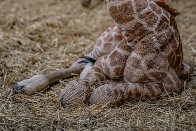 The newborn at Chester Zoo