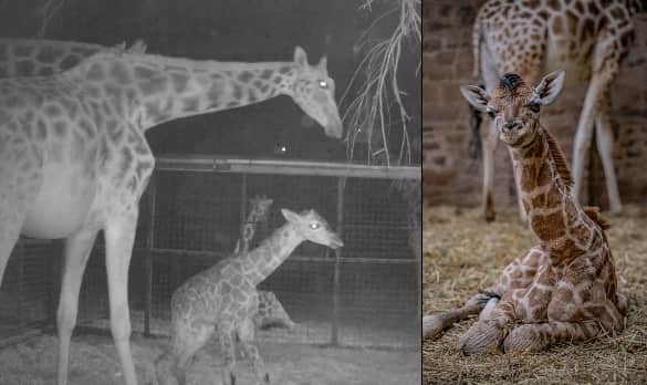 The giraffe was born on Tuesday and it was caught on CCTV