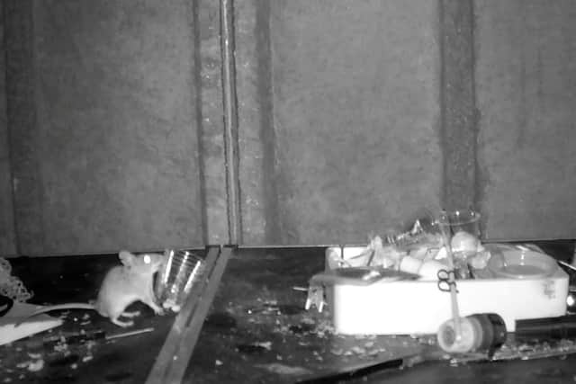 'Welsh Tidy Mouse' cleaning up Rodney Holbrook's shed. Pictures and video: Animal News Agency