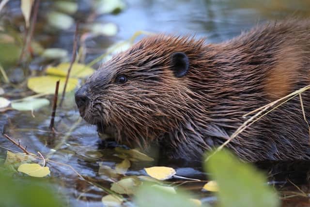 Beavers will feature in the new immersive exhibition. Photo: Chester Zoo