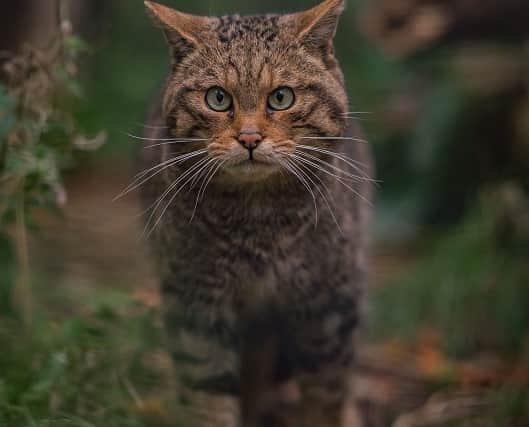 A Scottish Wildcat