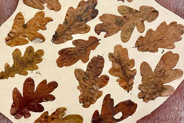 The oak leaves