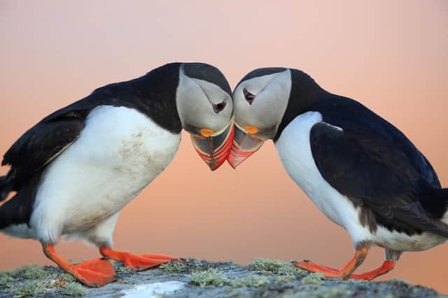 Puffins