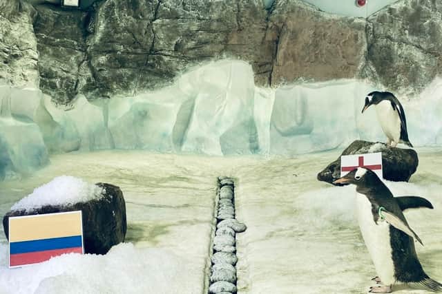 Penguins from the National SEA LIFE Centre in Birmingham have successfully predicted the results of all four England matches.