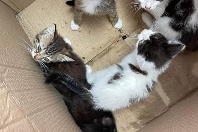 Cardboard box of kittens left abandoned in a country lane are now being ...