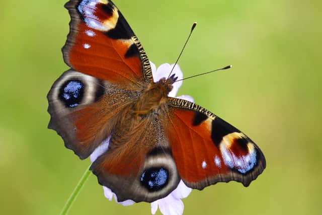 Peacock butterfly. Photo by Neil Hulme