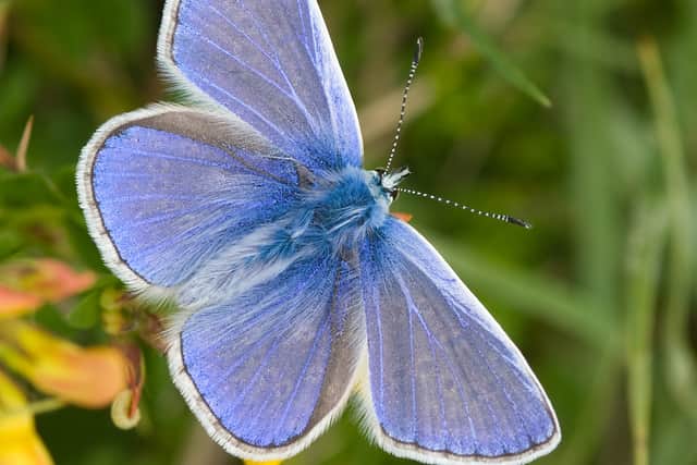 Common Blue. Photo by Peter Eeles