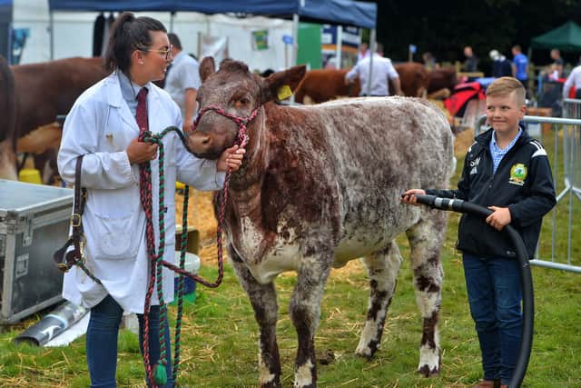 Sandy Wilson, 8, and Millie Birch from Stafford, giving their Beef Shorthorn a blow dry