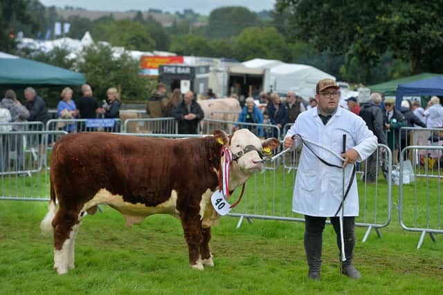 Tim Jones, from Newtown, and Hereford bull Dando 1 Atlas