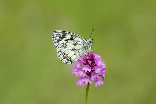 Marbled White. Photo by Ian H Leach