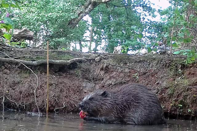 A family of beavers were introduced into an enclosure at the Trentham Estate earlier this year.