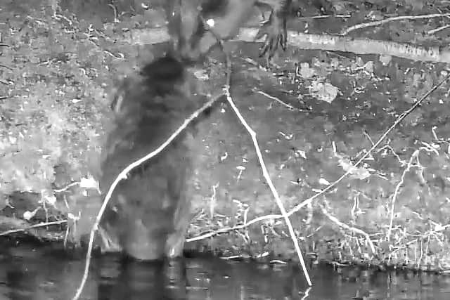 Baby beavers have been born in Staffordshire for the first time in 400 years.