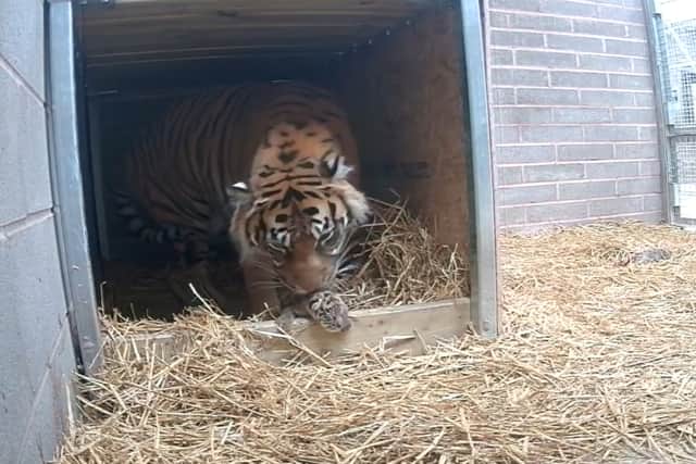 A critically endangered tiger cub has been born at West Midland Safari Park – a first in their 50-year history.