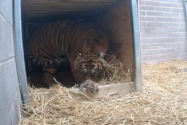A critically endangered tiger cub has been born at West Midland Safari Park – a first in their 50-year history.