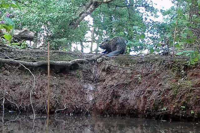 A family of beavers were introduced into an enclosure at the Trentham Estate earlier this year.