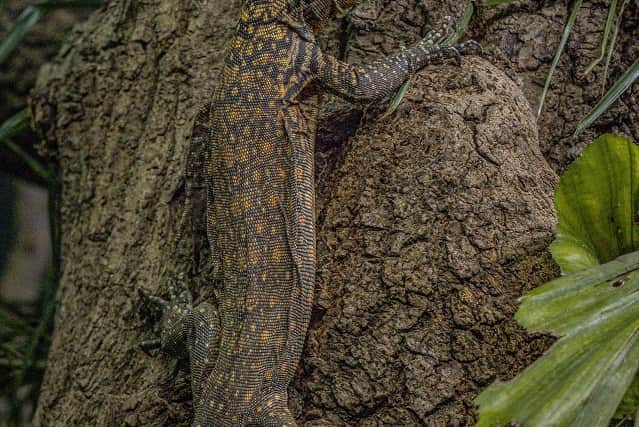 One of the baby Komodo dragons