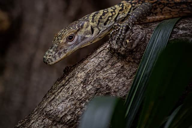One of the baby Komodo dragons