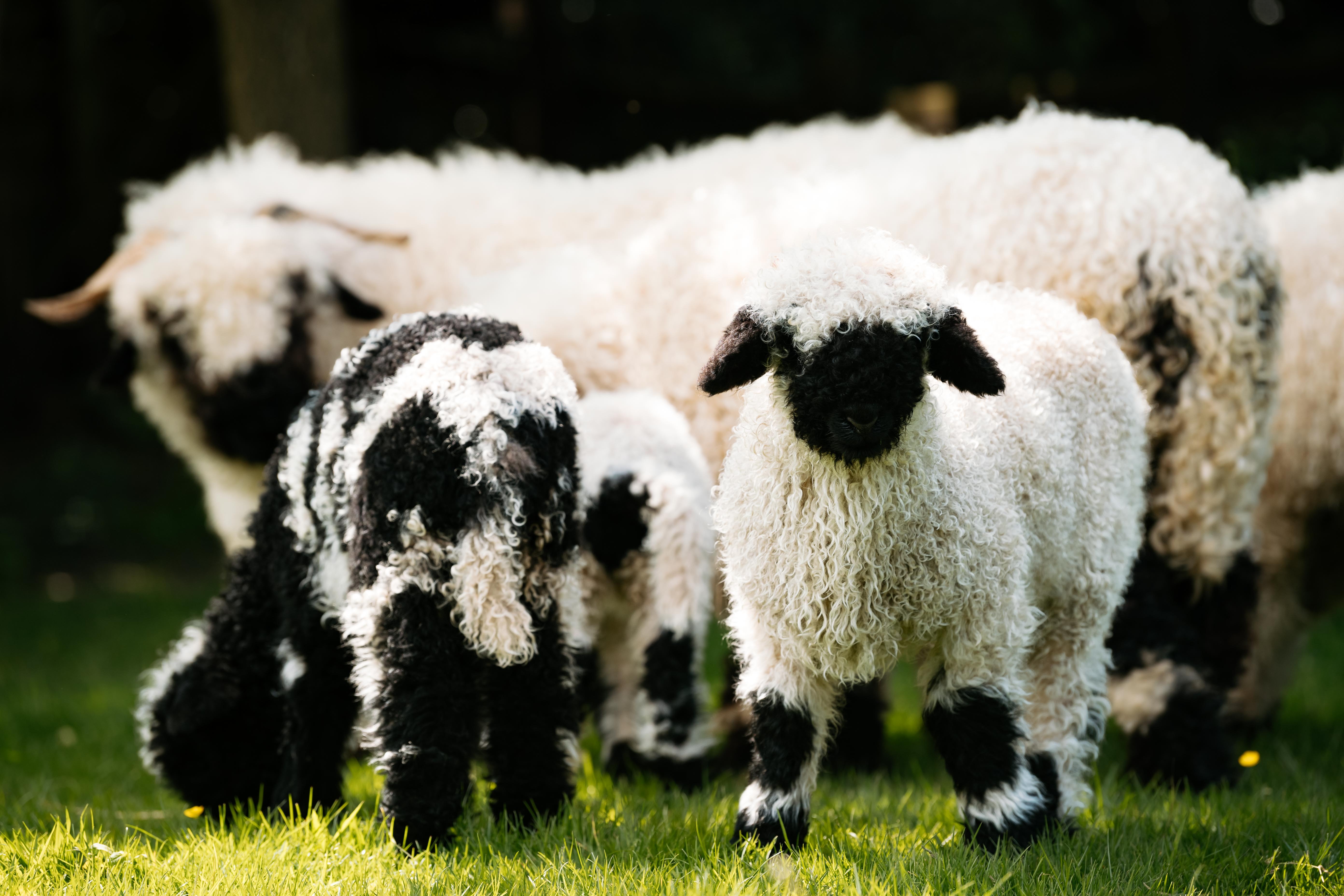 Glamping pods plan for Shropshire farm with 'friendly' rare sheep