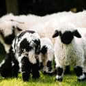 Valais Blacknose sheep