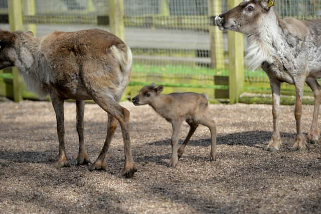 Dudley Zoo has welcomed a baby reindeer called Peach.