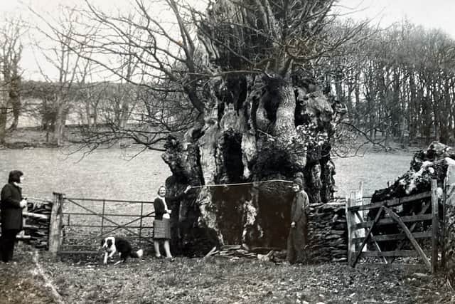The Pontfadog Oak in the 1970s