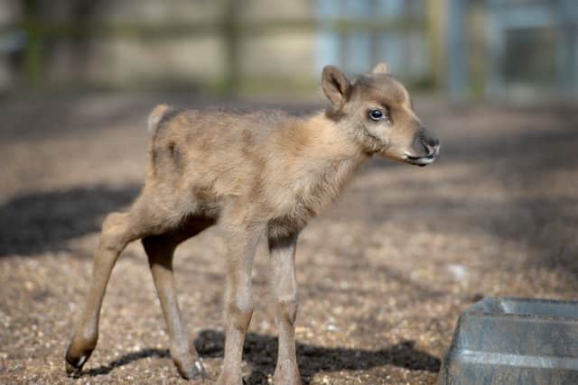 Dudley Zoo has welcomed a baby reindeer called Peach.