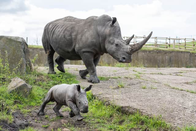Rhinos at the safari park