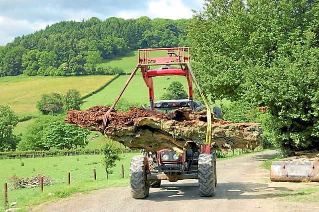 A final journey for the Pontfadog oak as it is taken away by tractor.