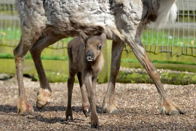 Dudley Zoo has welcomed a baby reindeer called Peach.
