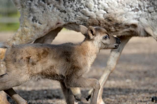 Dudley Zoo has welcomed a baby reindeer called Peach.