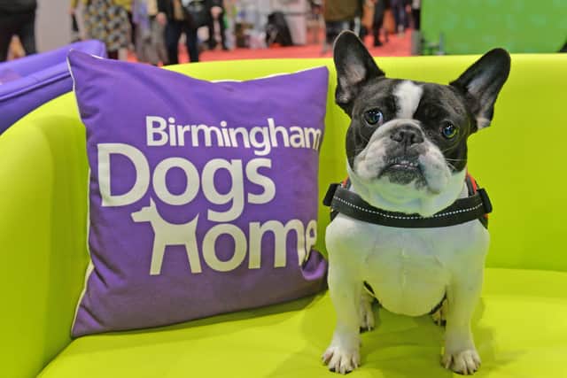Betty has recently been adopted from Birmingham Dogs Home.