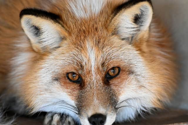 Brockswood's resident fox, Freya, who is getting on well with Toby.