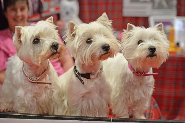 Millie, Sophie and Penny