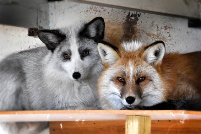 Toby the platinum fox has been adopted by Brockswood Animal Sanctuary in Sedgley. He is getting on very well with Brockswood's resident fox, Freya.